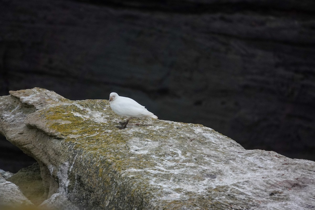 Snowy Sheathbill - ML645231369