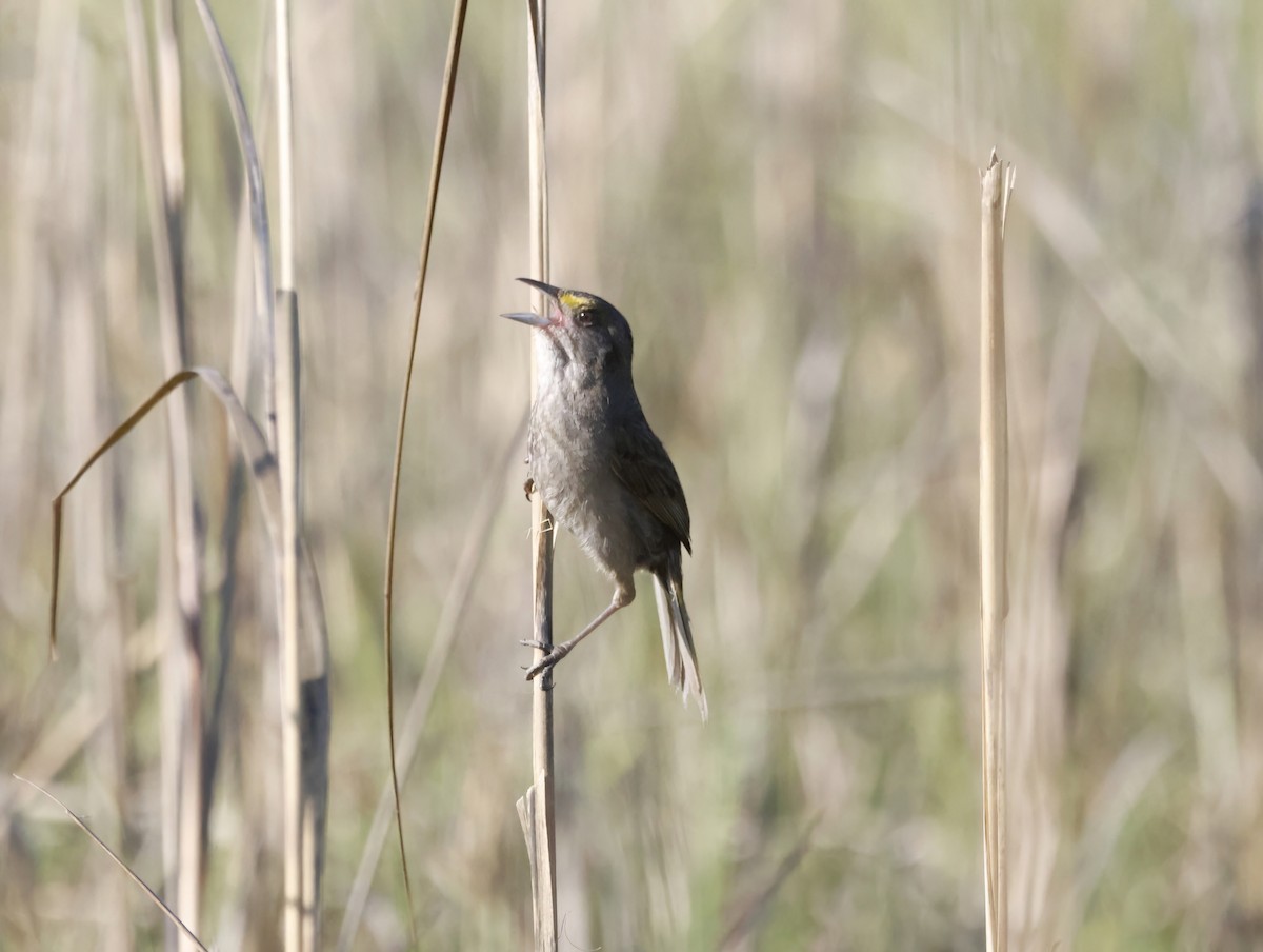 Strandammer - ML645231371