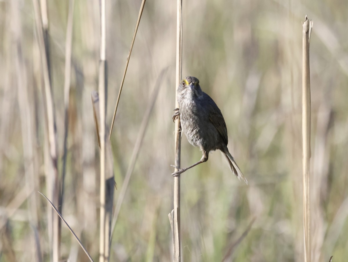 Strandammer - ML645231372