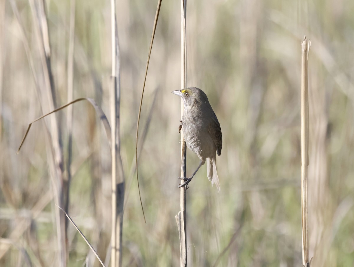 Strandammer - ML645231373