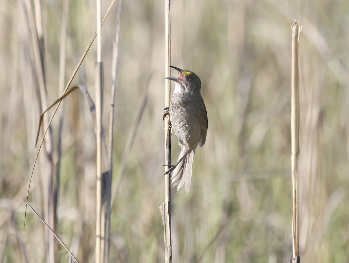Strandammer - ML645231374
