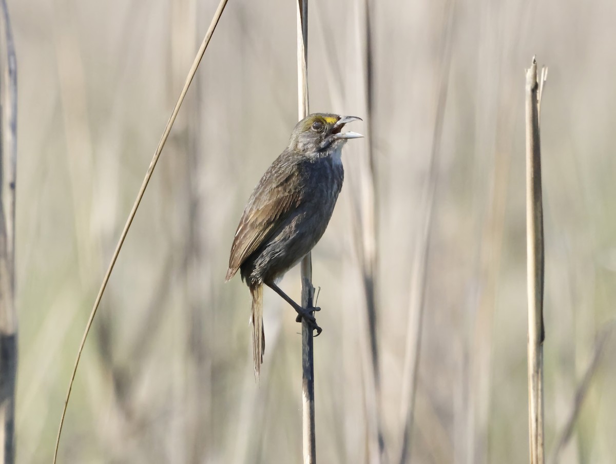 Strandammer - ML645231375