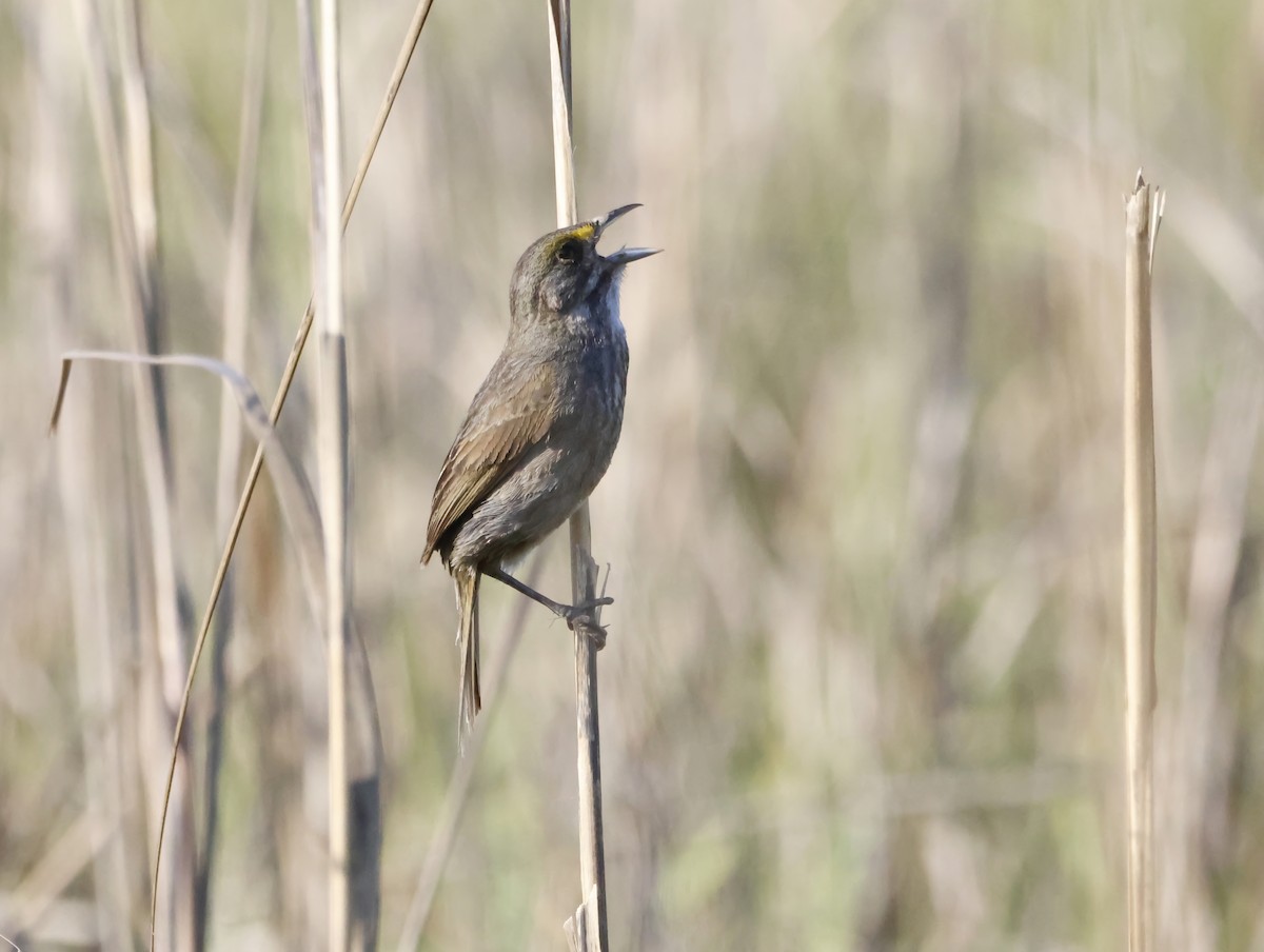 Strandammer - ML645231376