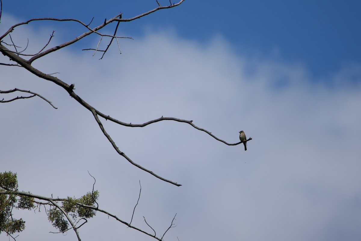 Western Wood-Pewee - ML645231381