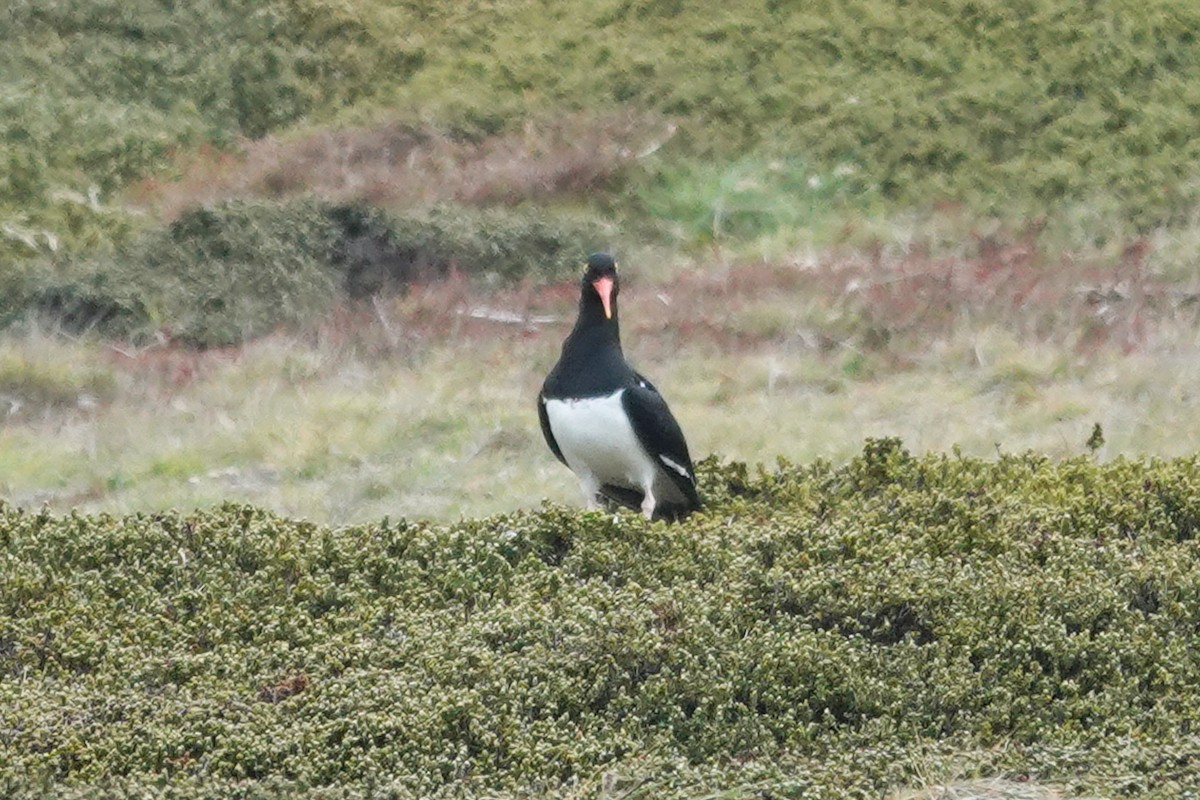 Magellanausternfischer - ML645231382