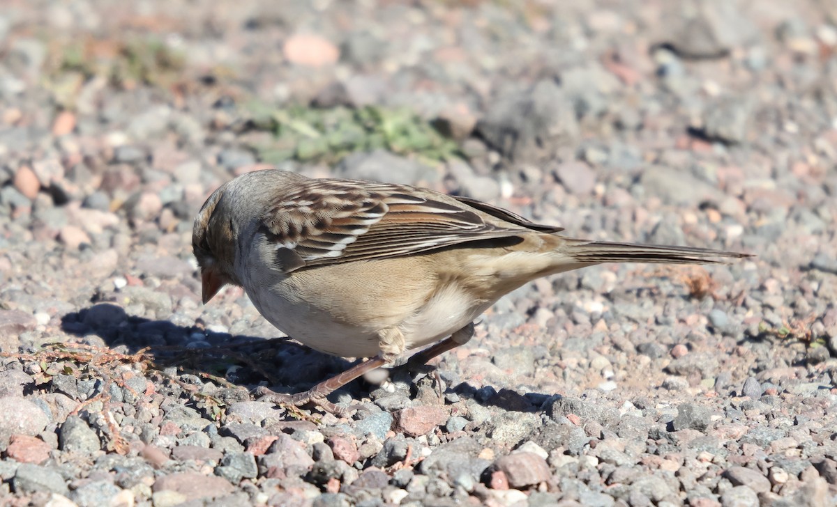 Dachsammer - ML645231387