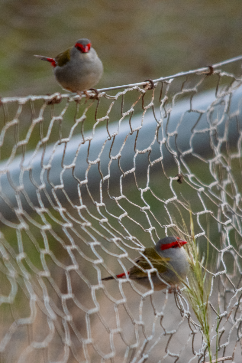 Краснобровая амадина - ML645231392