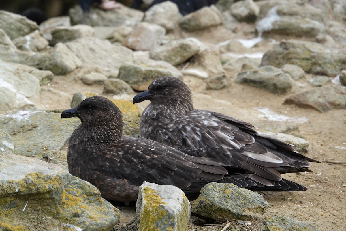 Braunskua - ML645231394