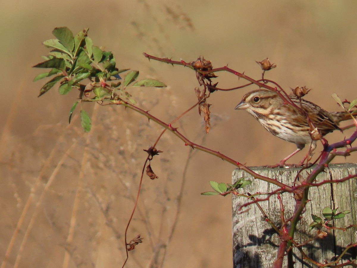 Singammer - ML645231396