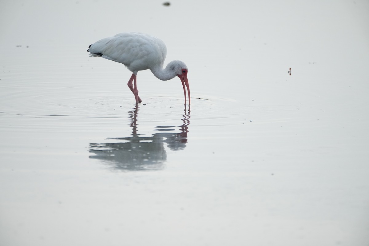 Schneesichler - ML645231397