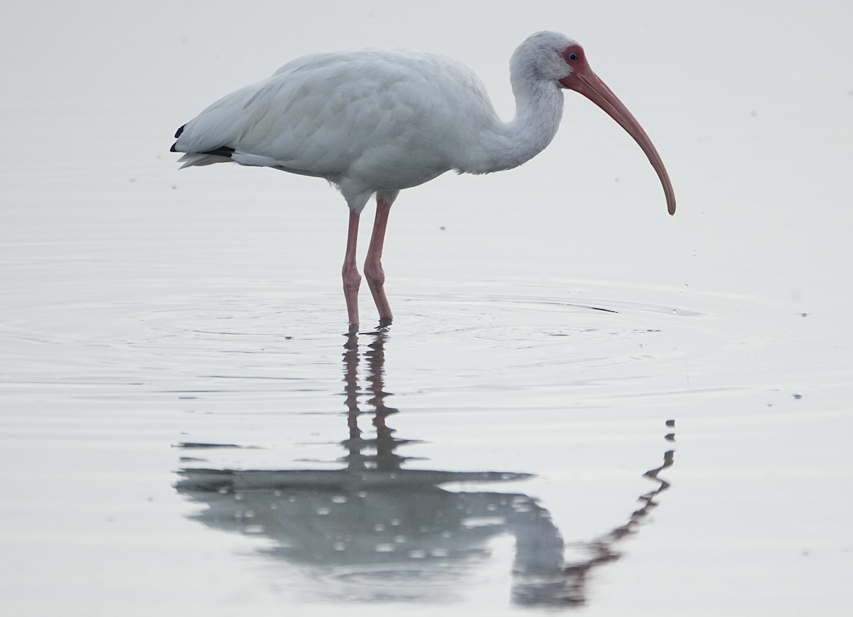 Schneesichler - ML645231398