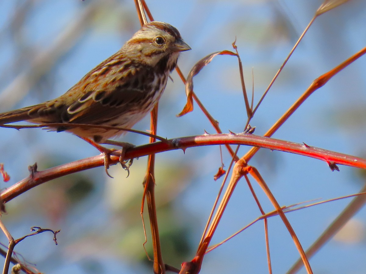 Singammer - ML645231399