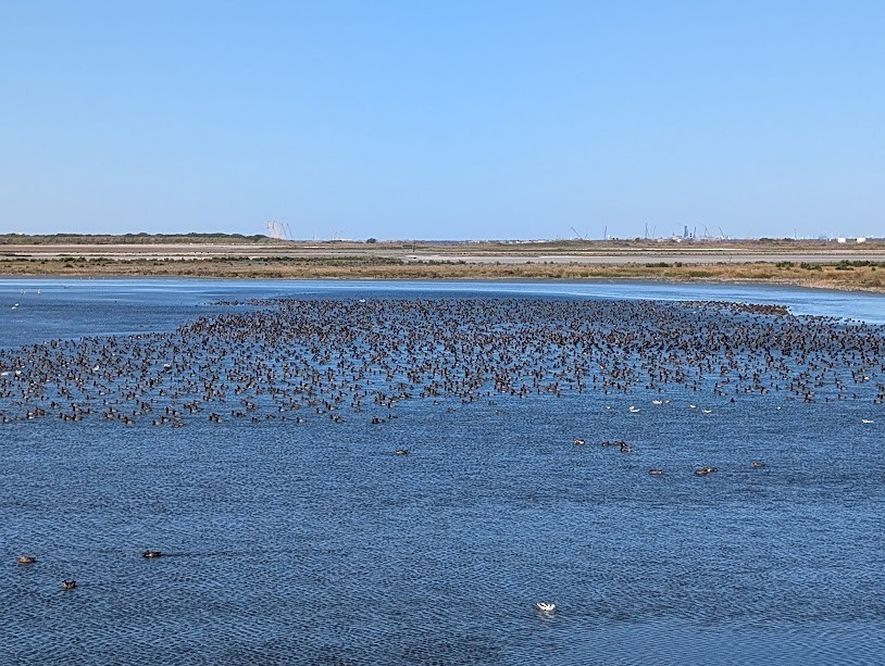 Rotkopfente - ML645231401