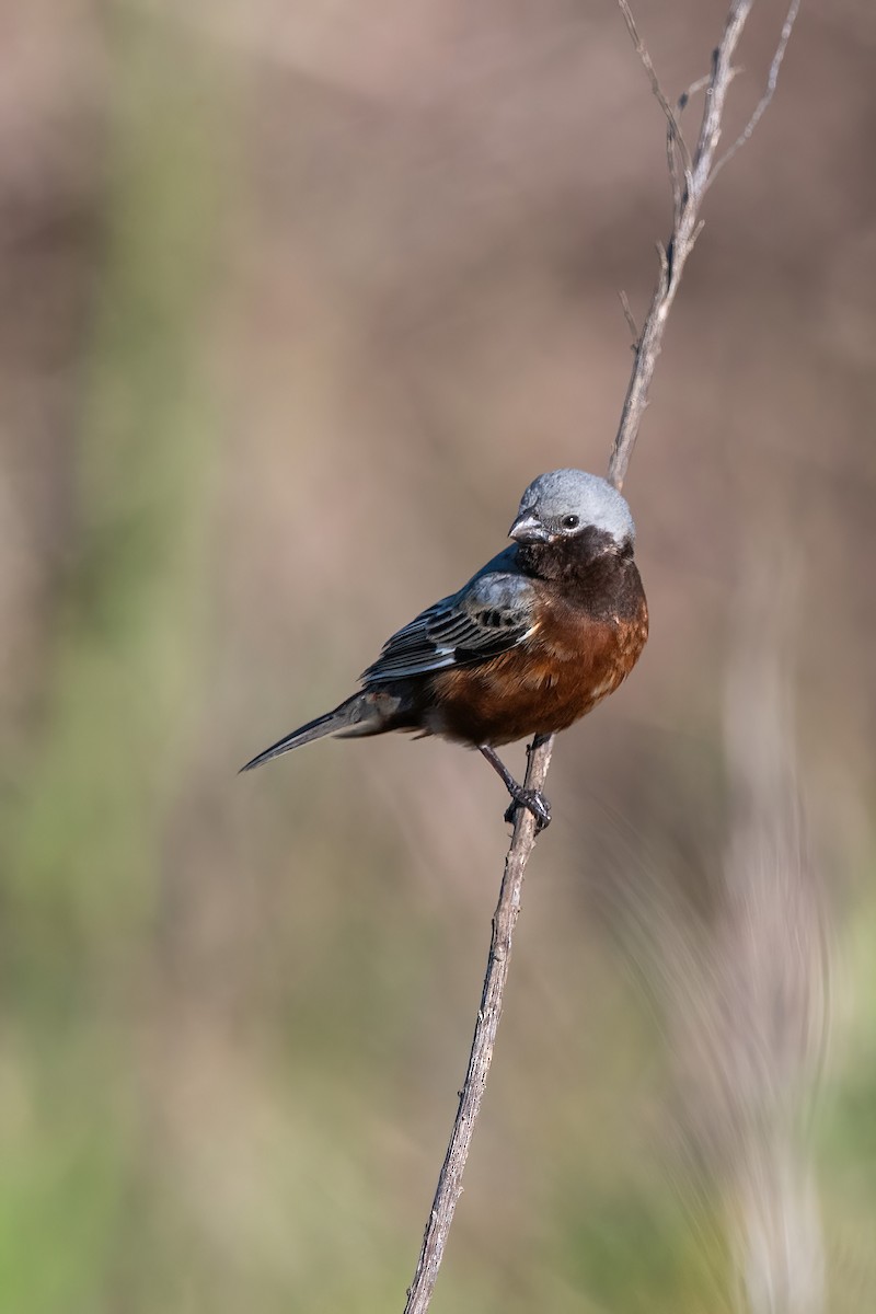 Schwarzkehlspelzer - ML645231402