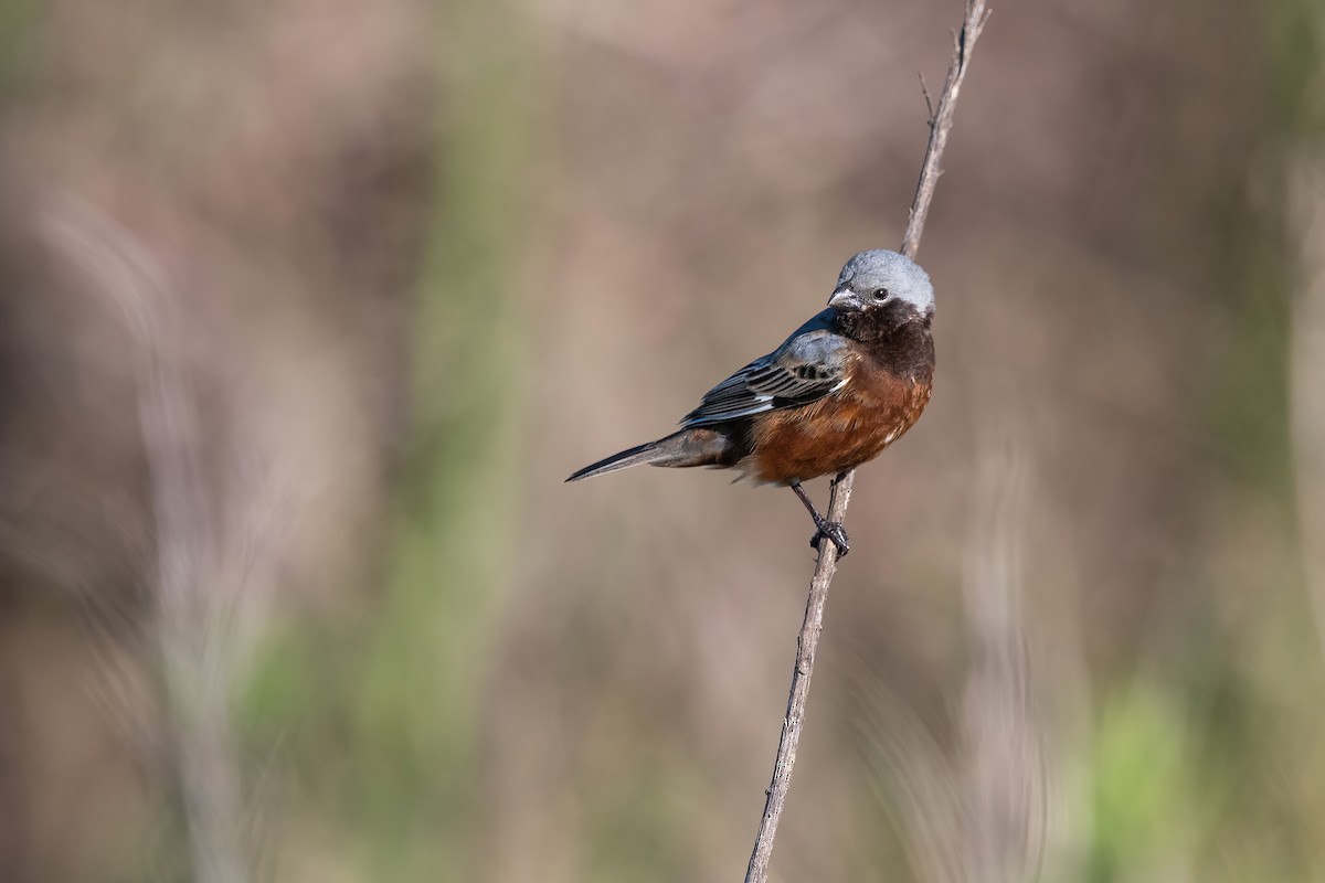 Schwarzkehlspelzer - ML645231403