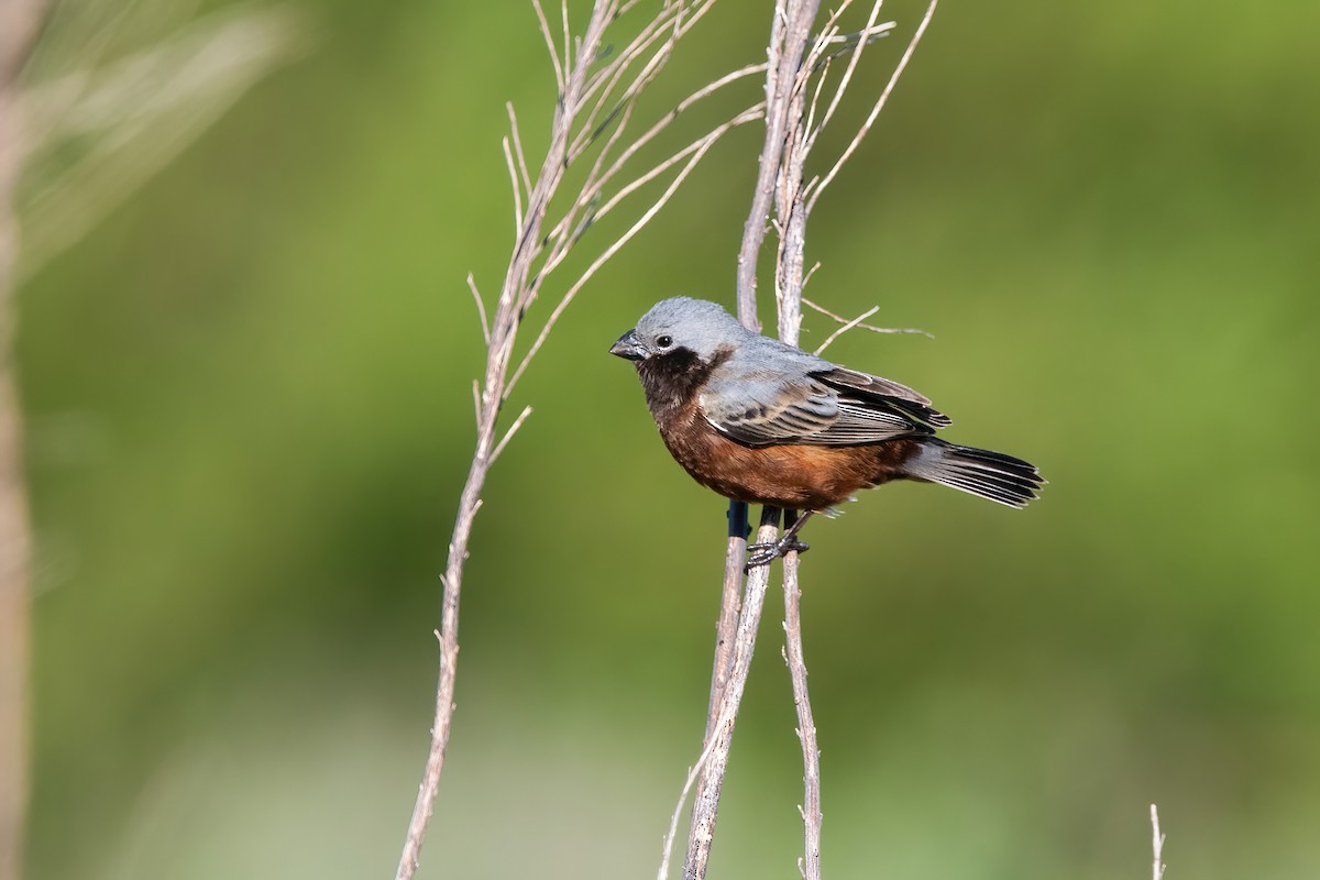 Schwarzkehlspelzer - ML645231404