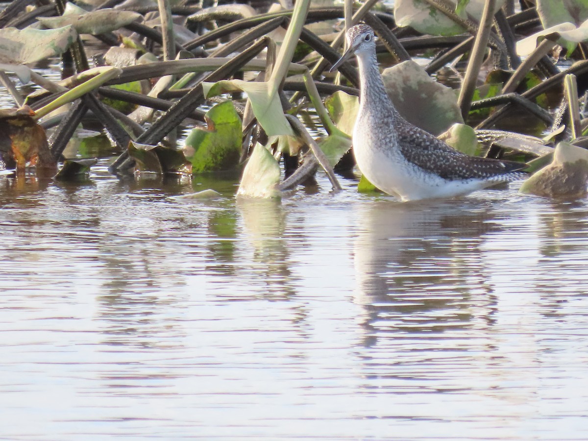 Tüpfelgelbschenkel - ML645231422