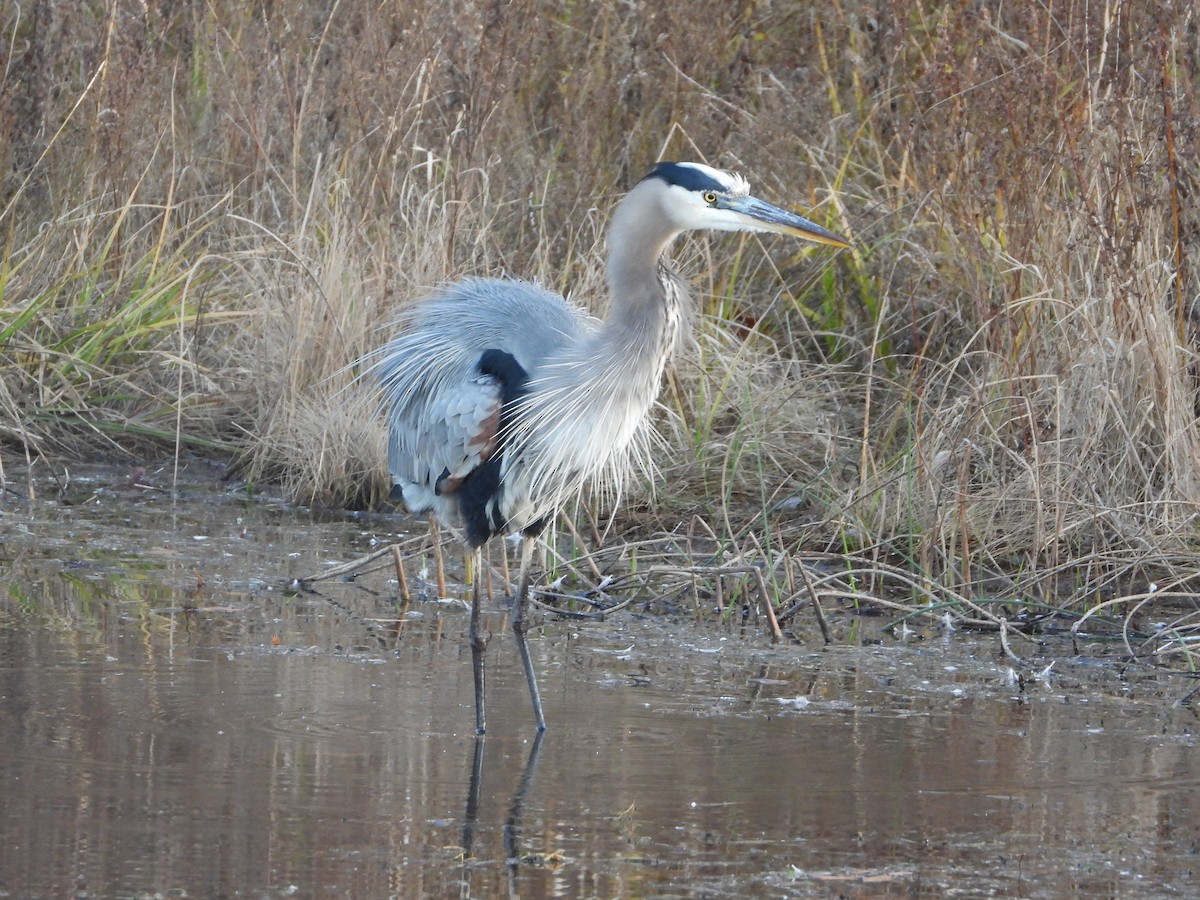 Kanadareiher - ML645231423