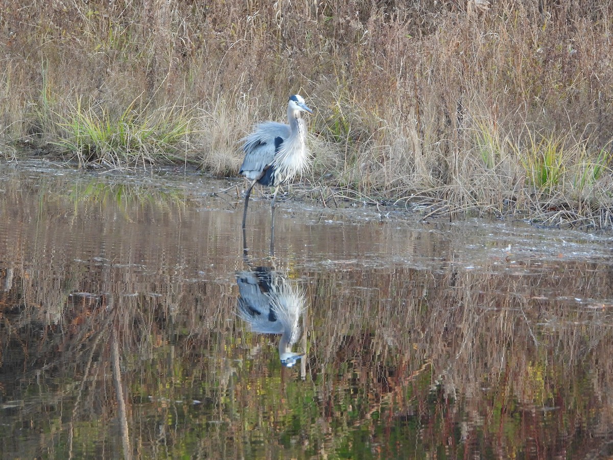 Kanadareiher - ML645231424