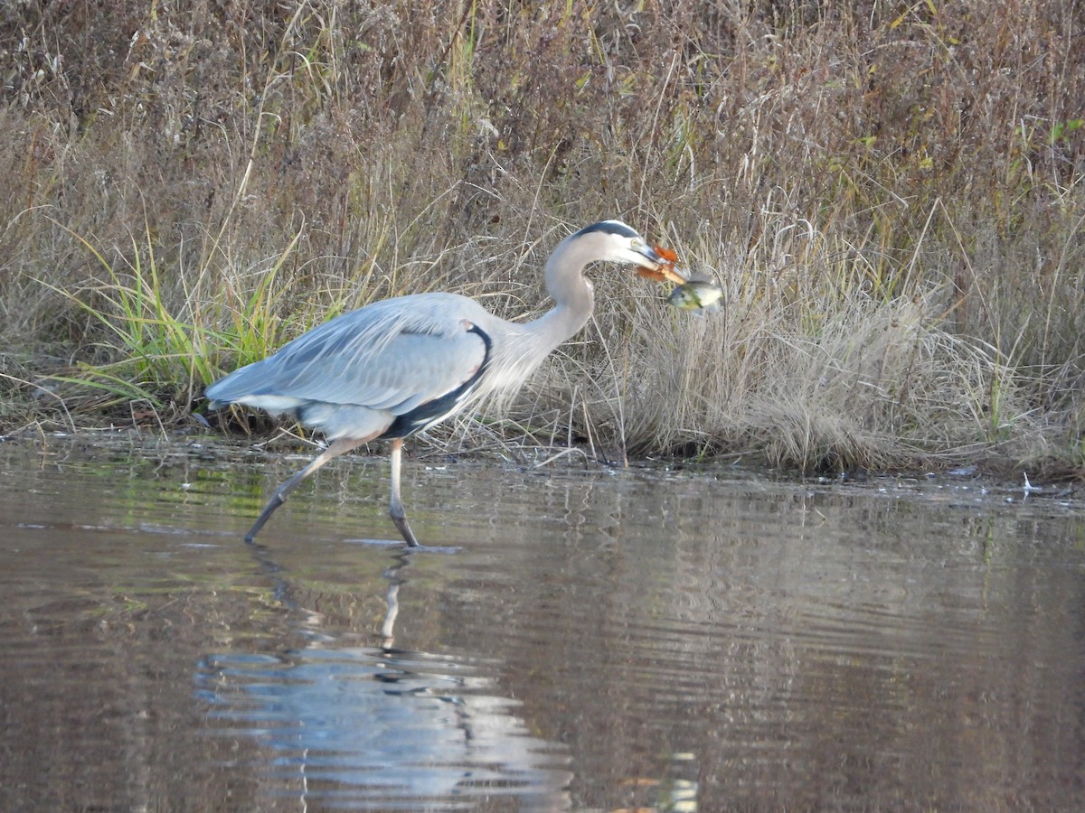 Kanadareiher - ML645231425