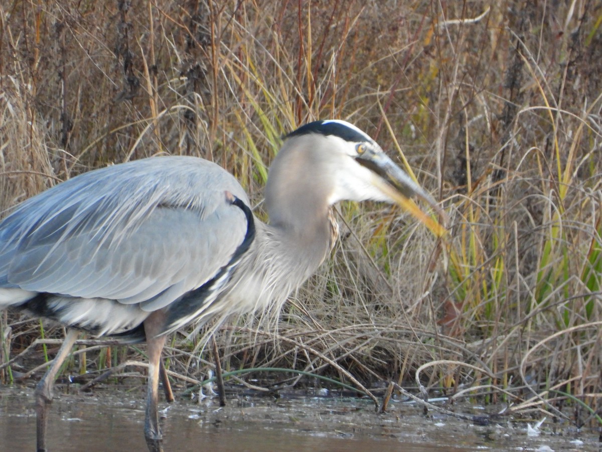 Kanadareiher - ML645231426