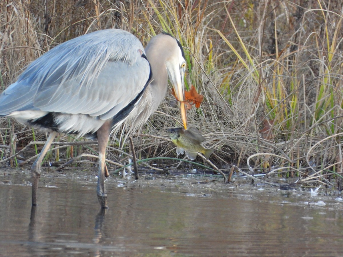 Kanadareiher - ML645231427