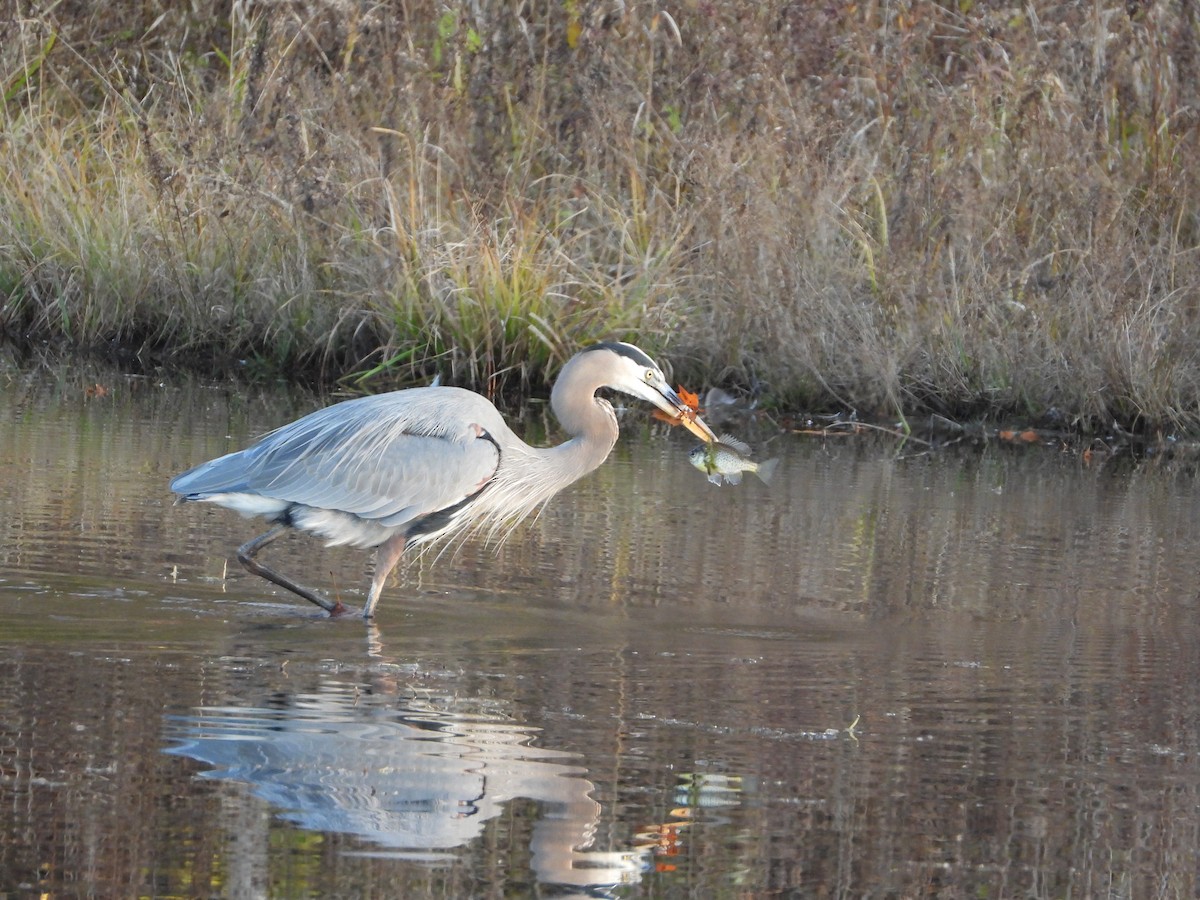 Kanadareiher - ML645231428