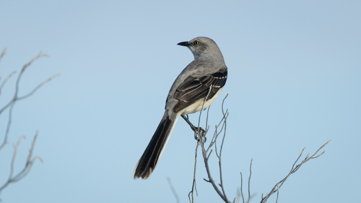 Tropenspottdrossel (gracilis/leucophaeus) - ML645231429