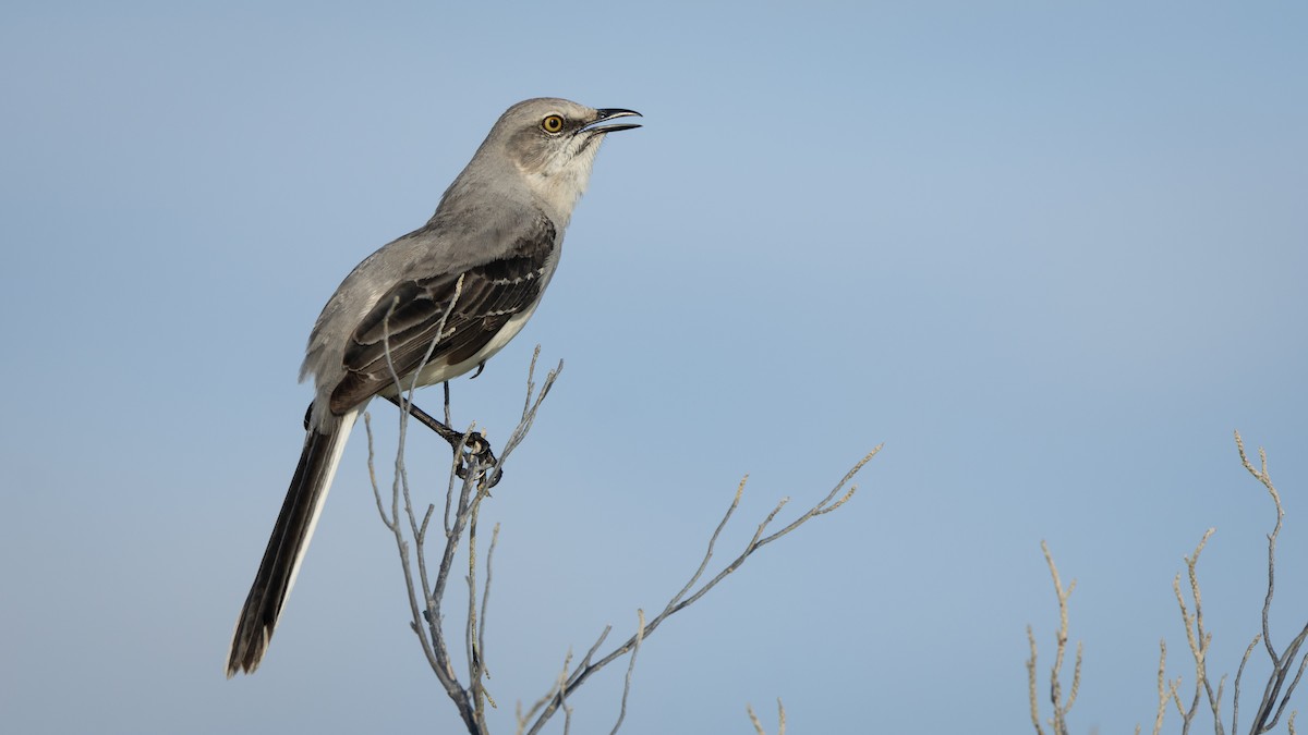 Tropenspottdrossel (gracilis/leucophaeus) - ML645231433