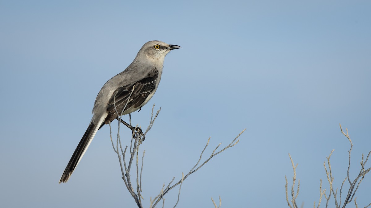 Tropikal Taklitçi (gracilis/leucophaeus) - ML645231434