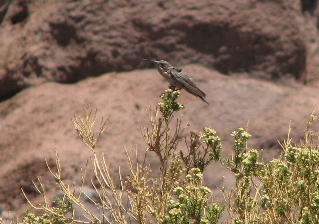 kjempekolibri - ML645231435