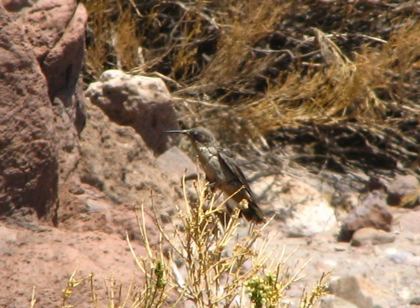 kjempekolibri - ML645231436