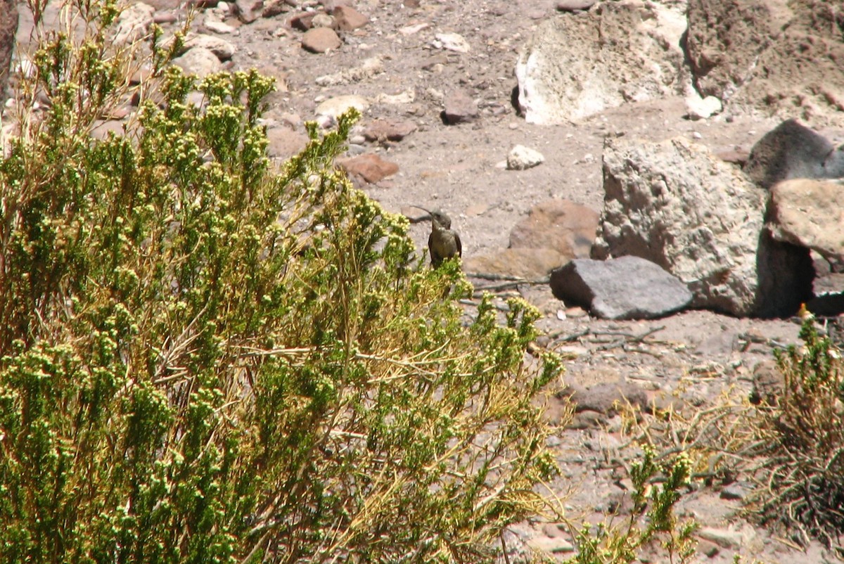 kjempekolibri - ML645231437