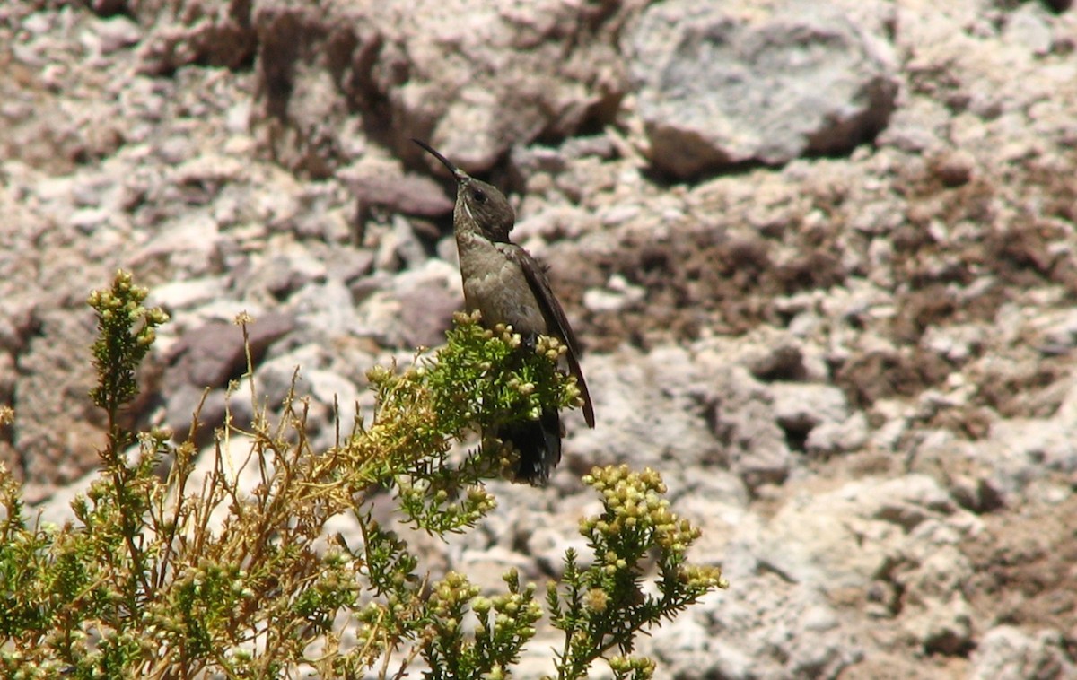 kjempekolibri - ML645231438