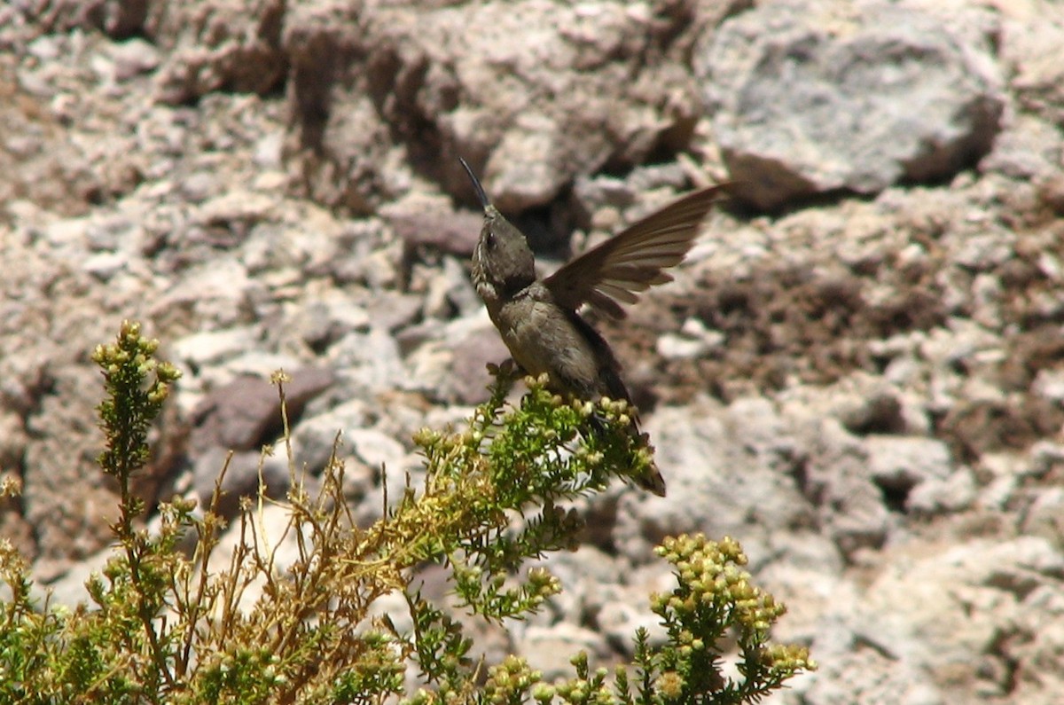 kjempekolibri - ML645231440