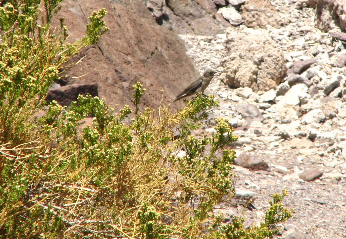 kjempekolibri - ML645231441