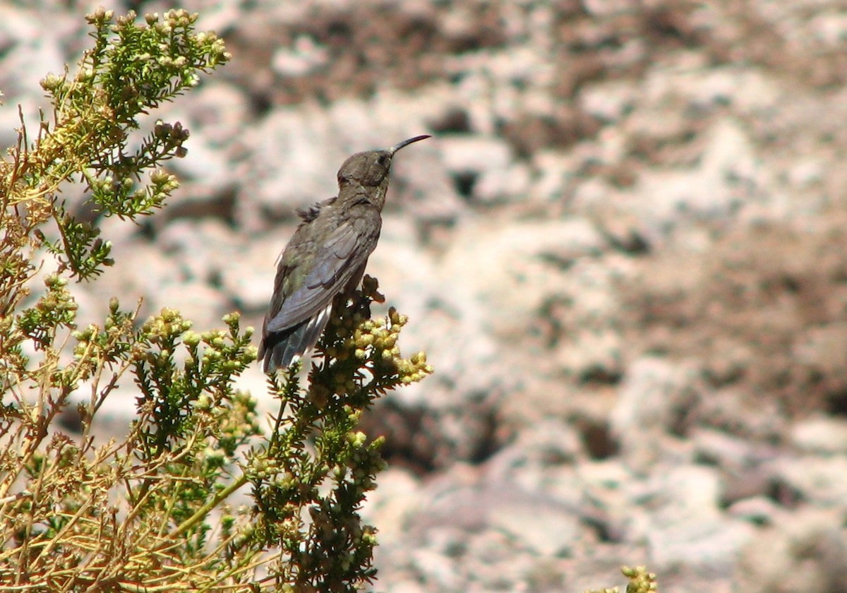 kjempekolibri - ML645231443