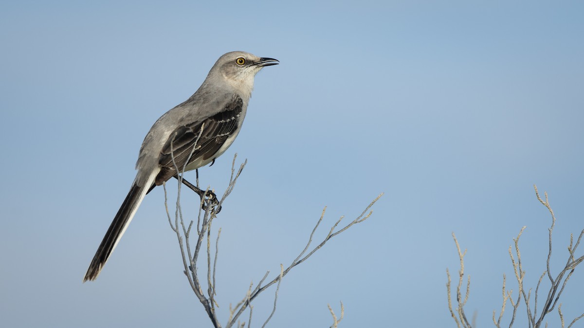 Tropikal Taklitçi (gracilis/leucophaeus) - ML645231447