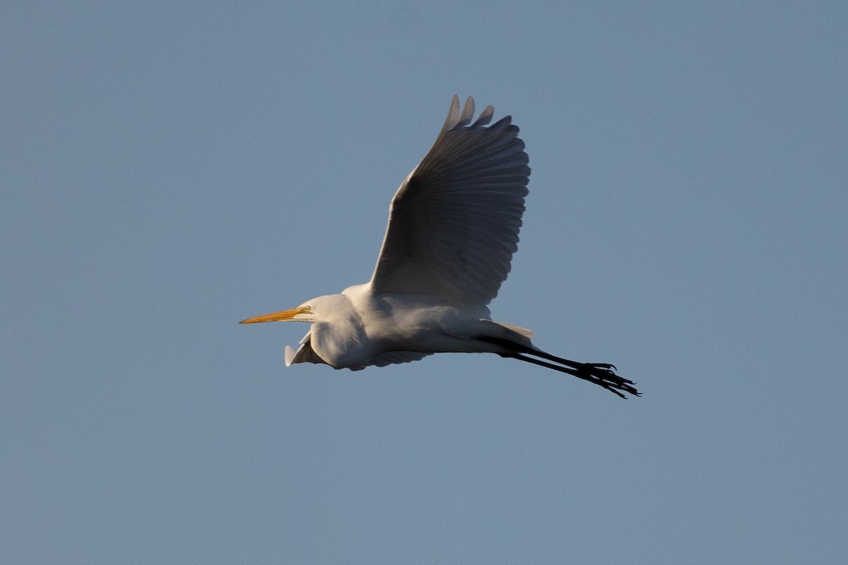 volavka bílá - ML645231454