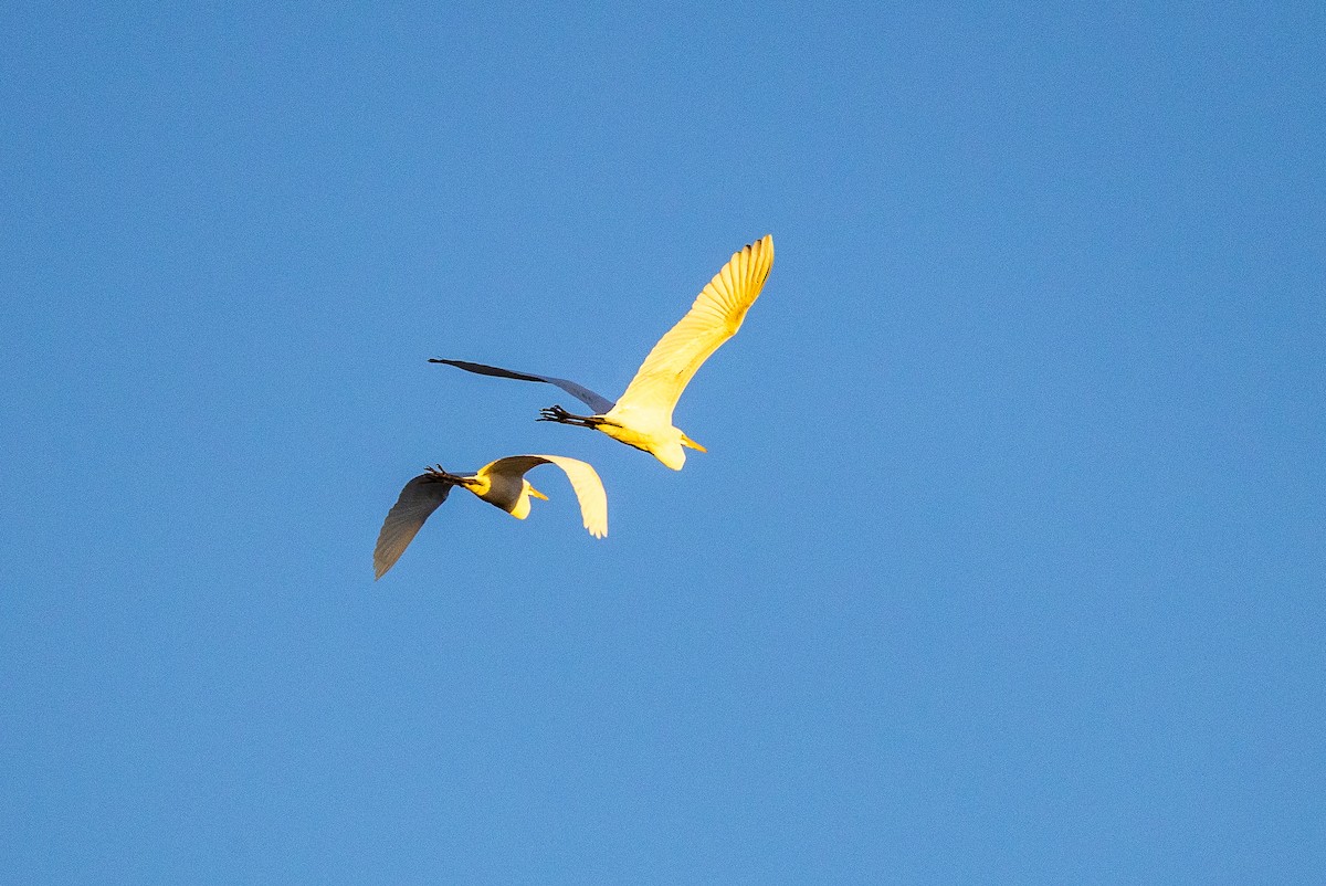 volavka bílá - ML645231456