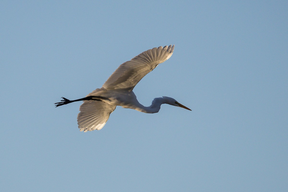 volavka bílá - ML645231457