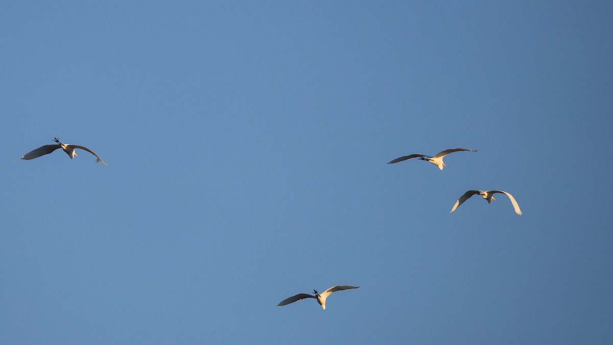 volavka bílá - ML645231458