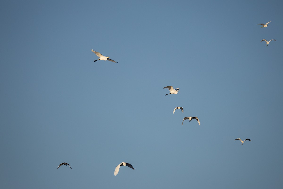 volavka bílá - ML645231459