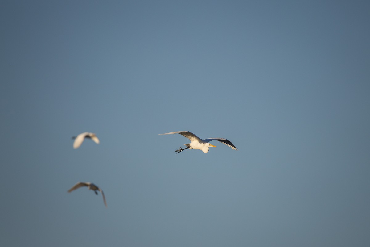 volavka bílá - ML645231461