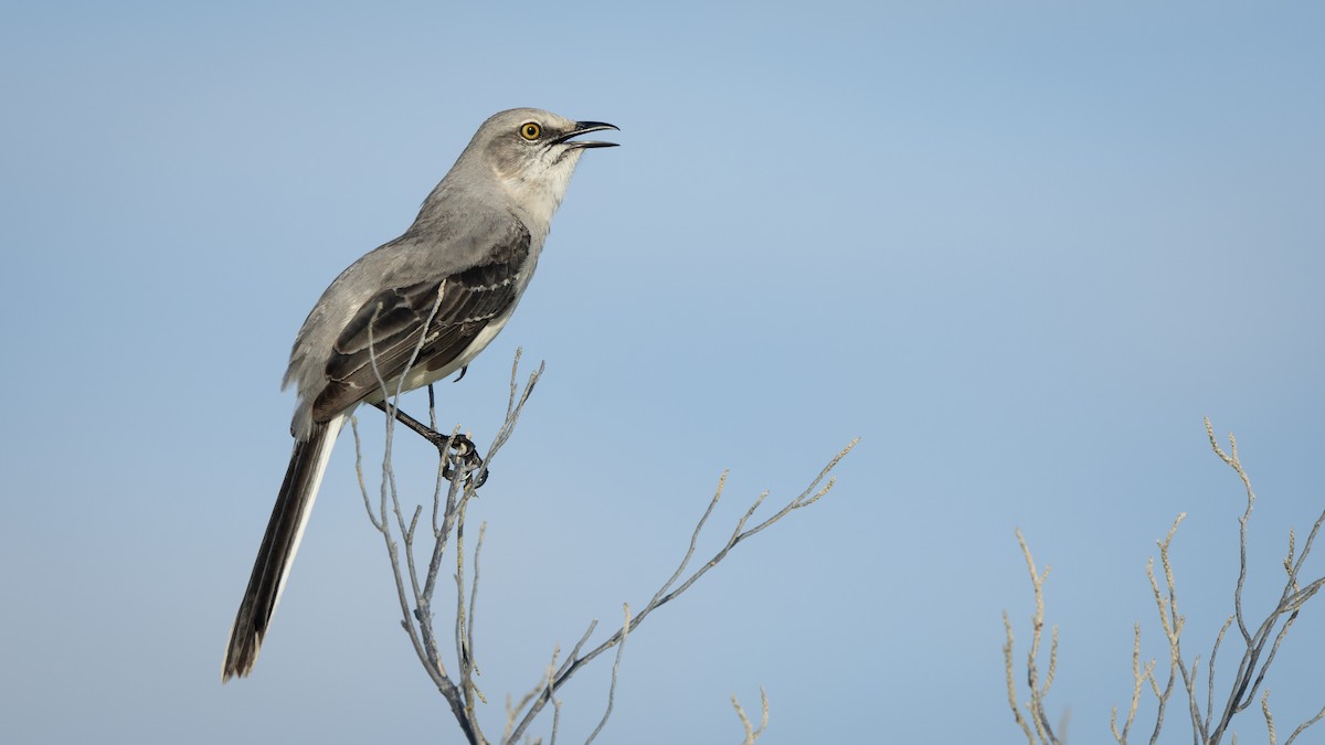 Tropikal Taklitçi (gracilis/leucophaeus) - ML645231462