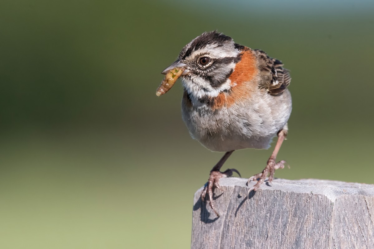 Morgenammer - ML645231463