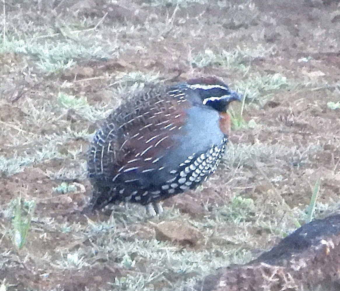 Madagascar Partridge - ML645231465