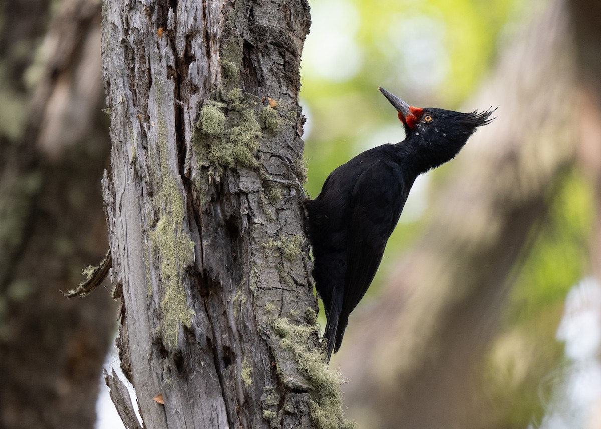 Magellanic Woodpecker - ML645231466