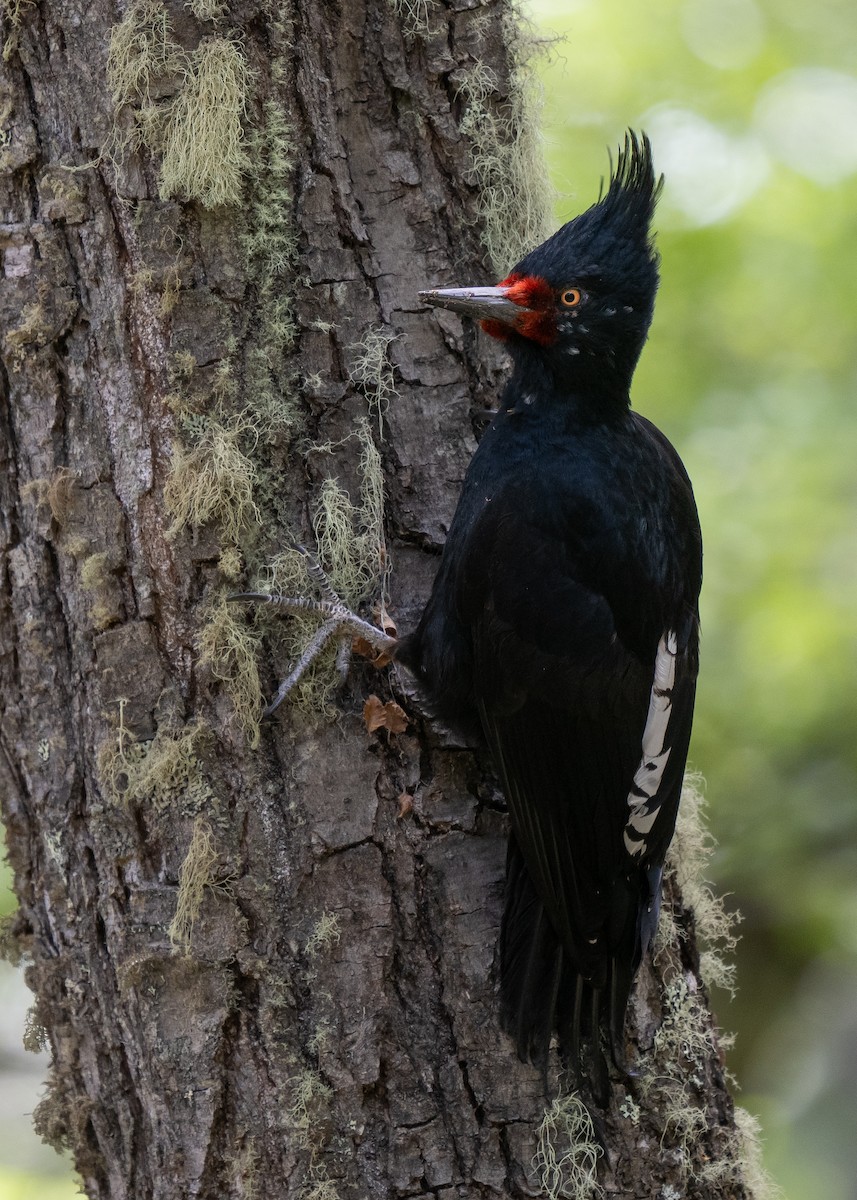 Magellanic Woodpecker - ML645231467