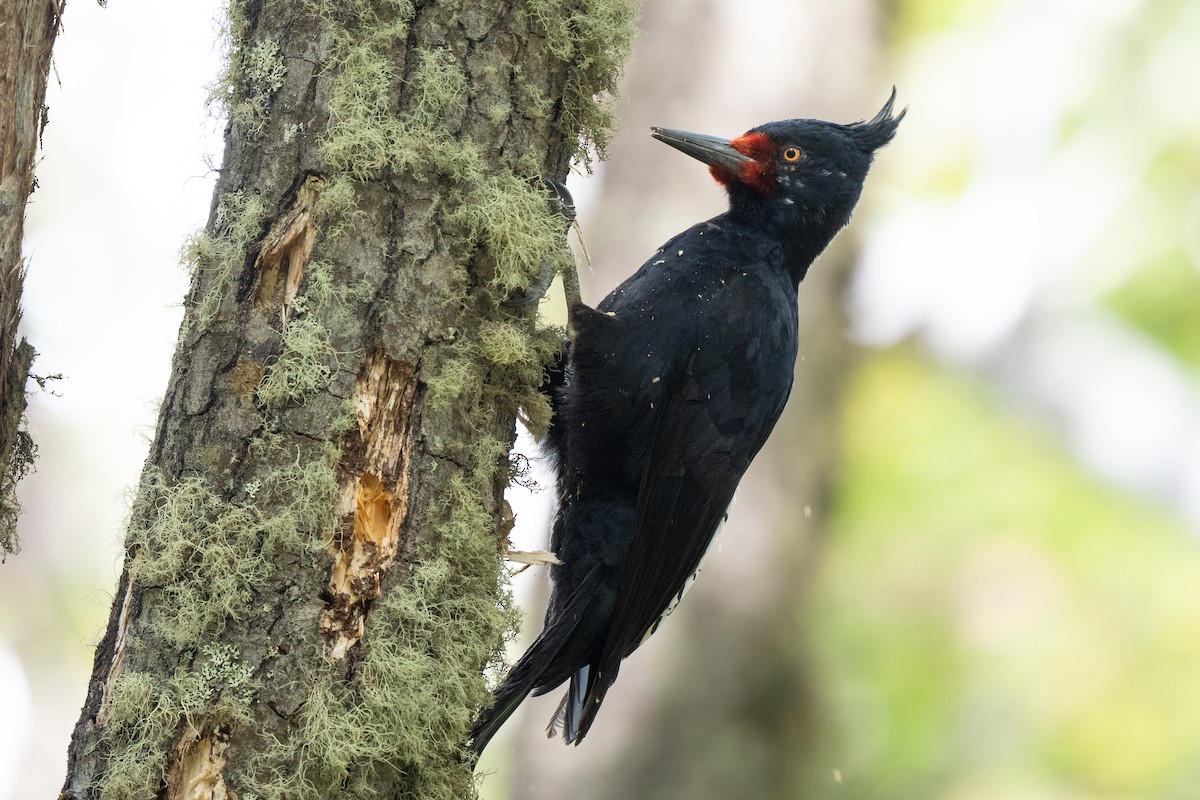 Magellanic Woodpecker - ML645231468